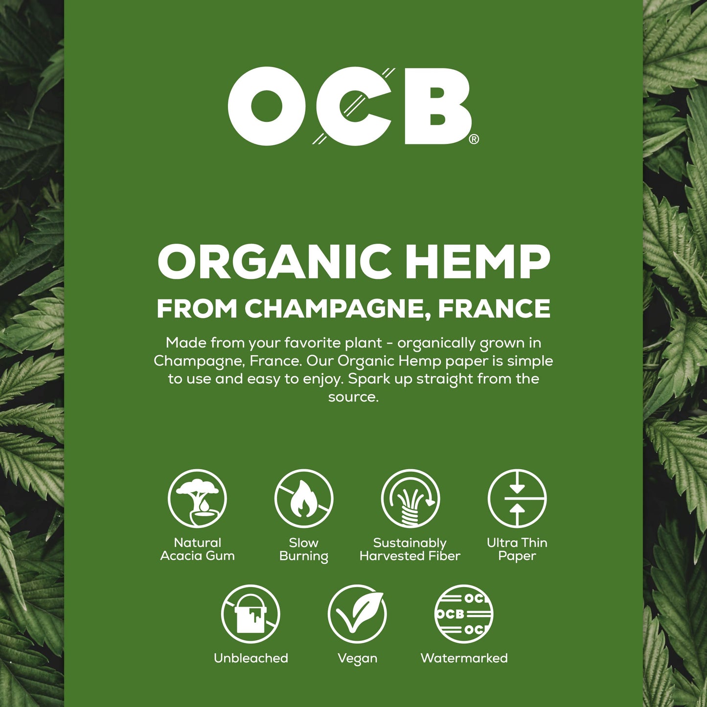 A green product information card for OCB Organic Hemp paper from Champagne, France, featuring white text and icons detailing its natural acacia gum, slow burning, sustainably harvested fiber, and unbleached qualities, framed by dark green cannabis leaves on the sides.