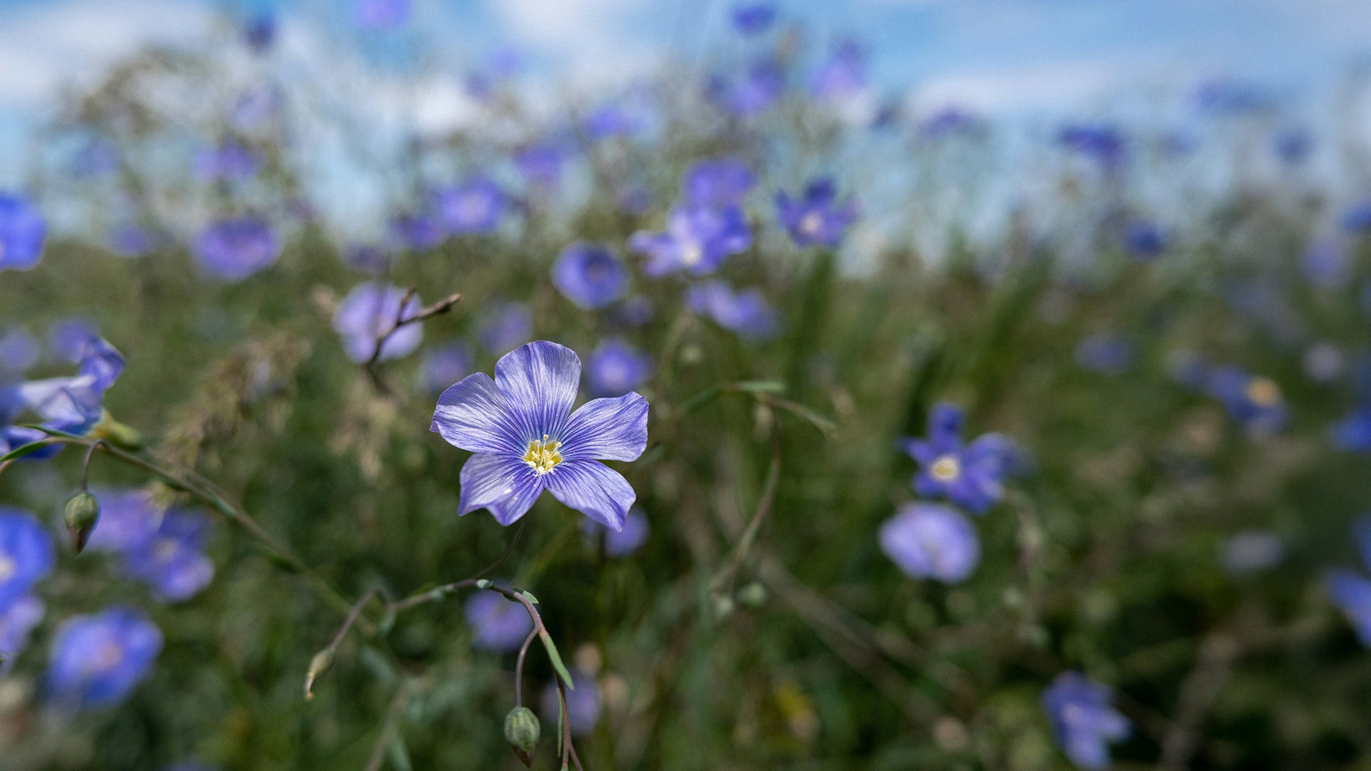 OCB Flax Flower Field