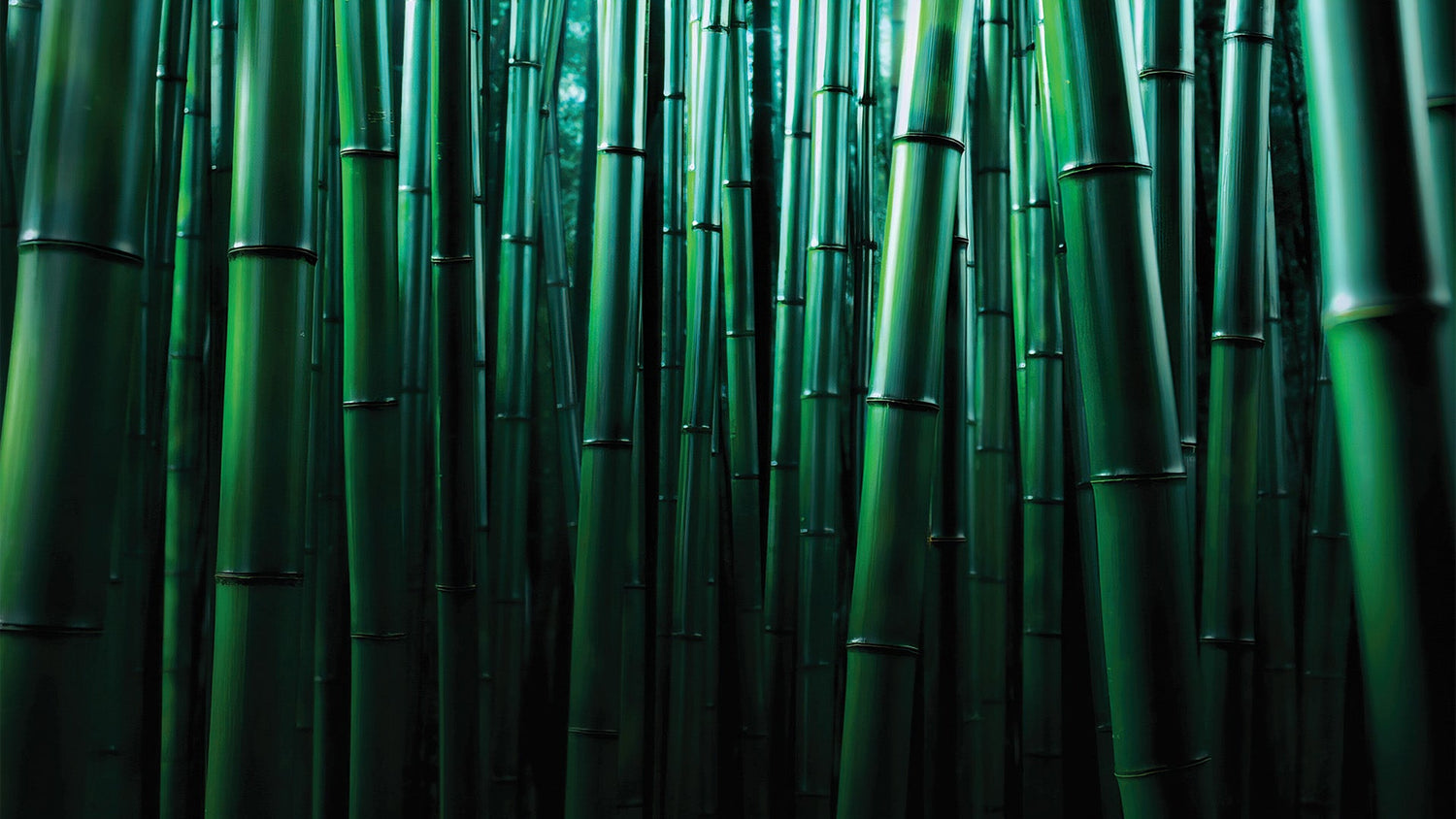 Bamboo