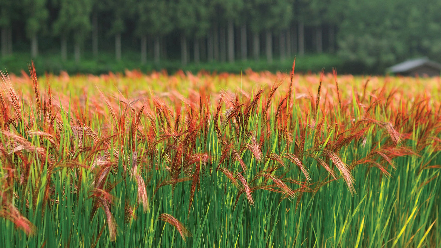 Brown Rice