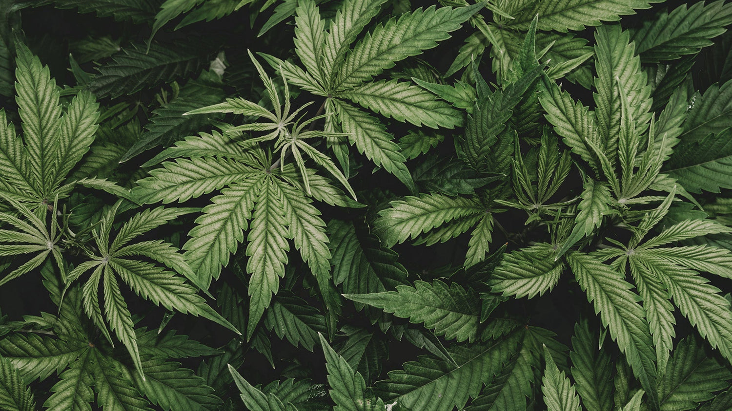 Organic Hemp
