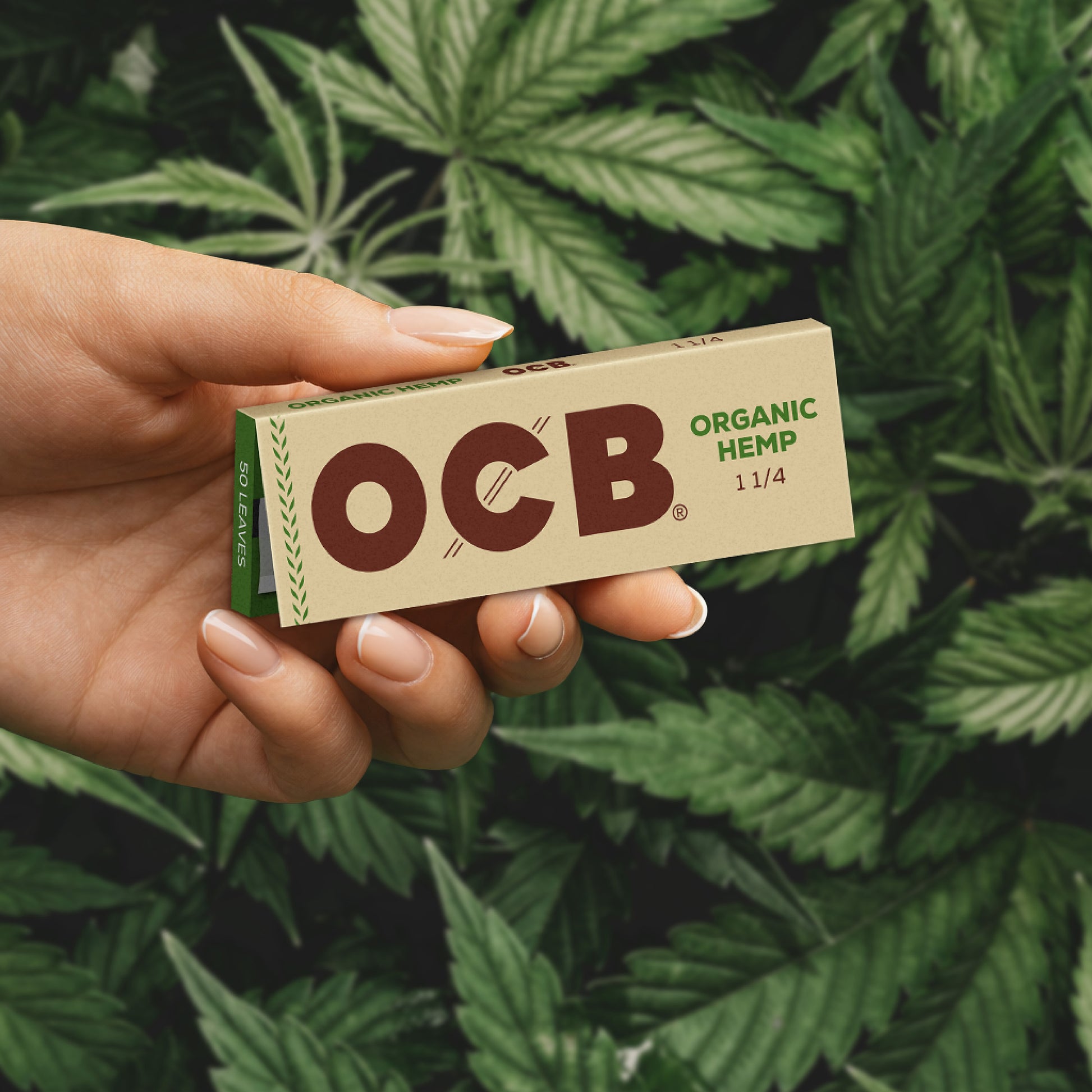 A hand holding an OCB Organic Hemp rolling paper pack against a background of green hemp leaves.